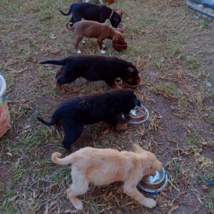 Esseri non umani - progetto ISCOS Lombardia Marocco a favore del benessere animale