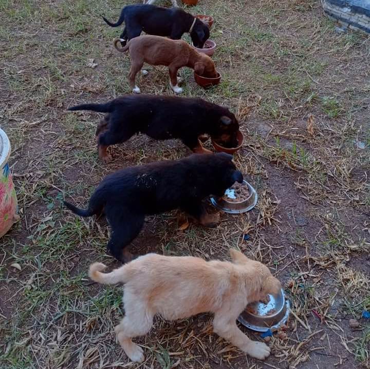 Esseri non umani - progetto ISCOS Lombardia Marocco a favore del benessere animale