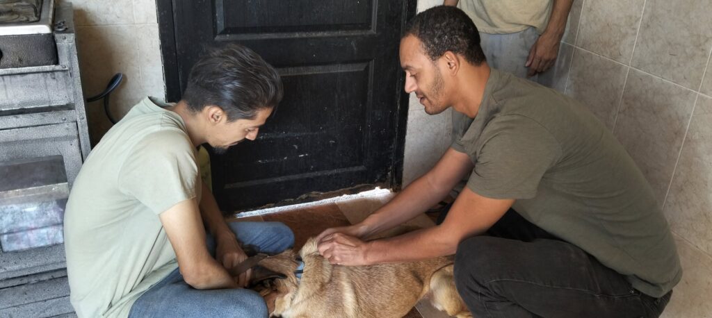 Esseri-non-umani-operatori