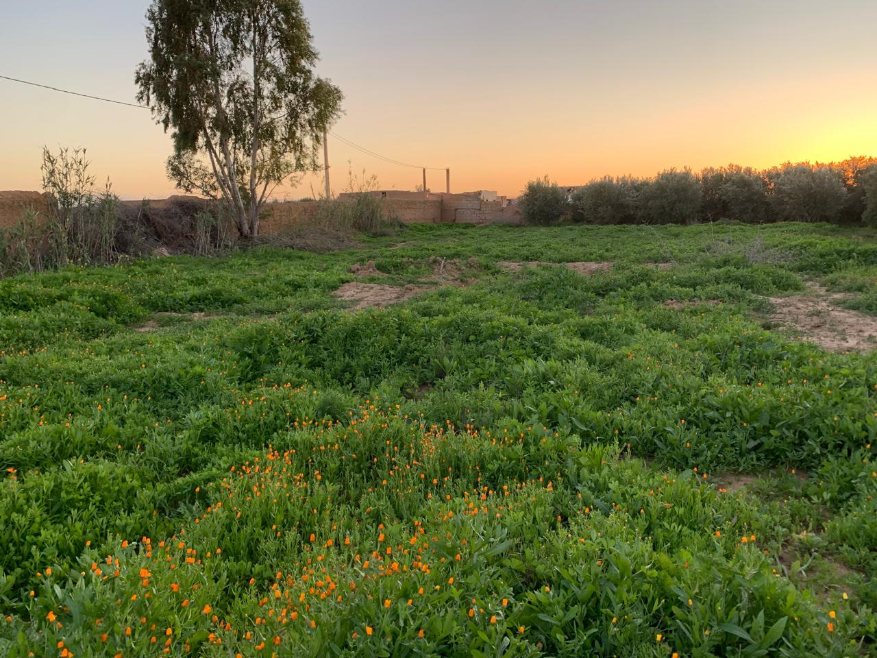 Al-Nakhla - oasi resilineti in Marocc